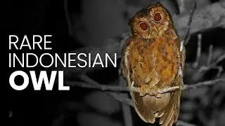Rare Owl You've Never Heard &ndash; Mentawai Scops Owl in the Wild