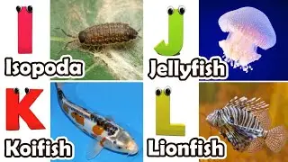 Alphabet Song with Sea Animals | ABC Learning Video for Preschool Kids | Koko Study Class