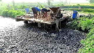 REAKSI IKAN LELE LIAR TERHADAP PASTA AYAM  | REACTION OF WILD CATFISH TO CHICKEN PASTE  