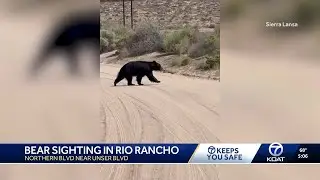 Staying safe as bear sightings increase