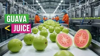 Inside a Guava Juice Factory: From Fresh Guava to Premium Bottled Juice | Full Process