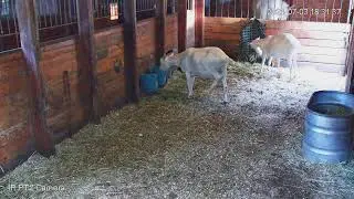 EquineRescueNetwork Live Stream