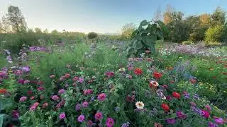Annual garden in the evening 