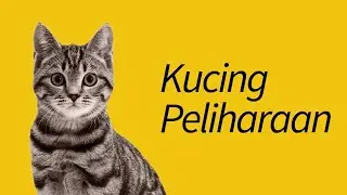 10 Jenis Kucing Peliharaan&mdash;#3 Kayak Anjing!