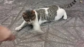 Playing With My Cat = Instant Happiness