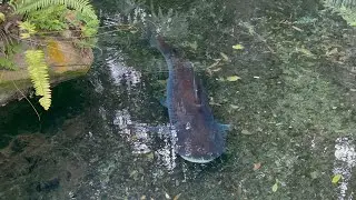 Paroon Shark Catfish Swimming In Creek