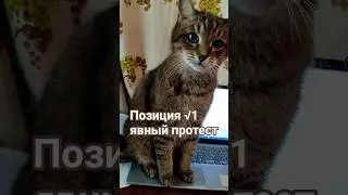 Чо так скучно #юмор #cat #прикольныекоты