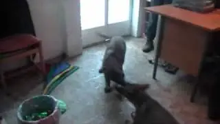 demolitionsquad.wmv