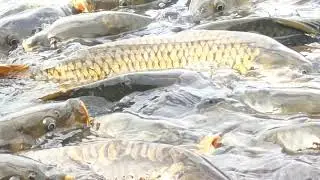 Beauty of mansar lake /fish 🐠 /jammu kashmir