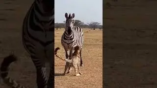 Monkey Escapes Cheetah by Jumping on a Zebra Incredible Wild Chase #wildlife #nature #escape