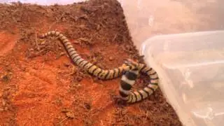 Aspidelaps lubricus lubricus by reptilehouse.ch