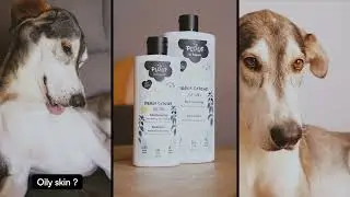 Say Goodbye to Oily Fur with Plouf Oily Skin Shampoo! 🐾