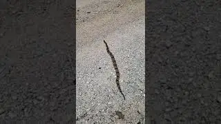 Большая медноголовая змея