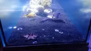 saltwater aquariums