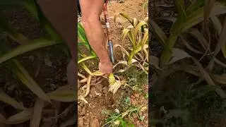Time to harvest elephant garlic!