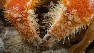 Strangest Deep Sea Creature | Yeti Crab Facts