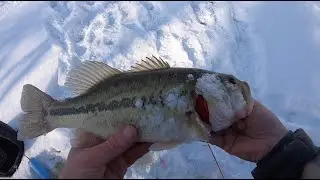 Killer day ice fishing Denver metro ponds (Big bass, crappie, and sunfish!)