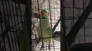parrot speaking parrot speaking @Mithu7 @ParrotMedia