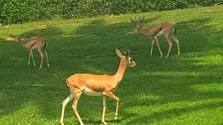 Deer | black and White Deer  | black and White Deer2
