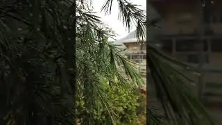 IIT Mandi South Campus in rain 🌧 | #iitmandi #mandi #himachal #rain #deodar  #iit #iitlife