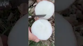 Cipolla Rossa di Acquaviva😱❤️ #asmrsound #garden #onion #gardening #asmr #farming #satisfying