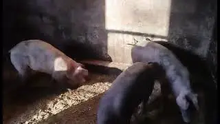 Purcei cu o greutate de 💰🧨🧨35-40 kg 🧨🧨la o vârstă de 2 luni și 2 săptămâni.