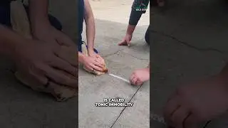 Правда о загипнотизированной курице