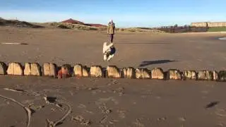Frazer the Cavapoo - Slow Motion Jump