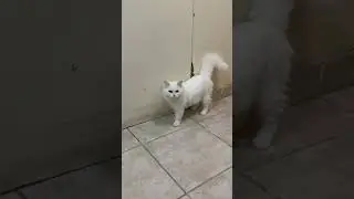 Playful Cat #hyperyuki #cat #catlover #active #trending