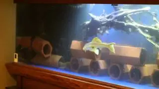 L014 Goldie Pleco