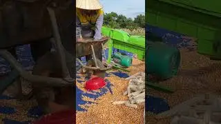 Working the Land in Vietnam &ndash; Harvesting, Animal Care & Simple Living | CountrysideVlog