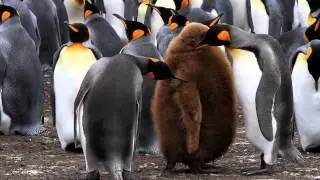 Activity Within the King Penguin Colony