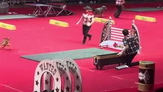 SuperDogs - Wild Wild Wood High Jump Competition at the Canadian National Exhibition (CNE) #CNE