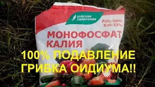 Монофосфат калия против болезни оидиум винограда. Результат научного эксперимента и моего опыта