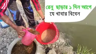 পুকুরে রেনু পোনা চাষ | Renu pona cultivation in the pond Part 2