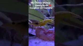 Giving Birth 😯My Cherry Shrimp cought on Camera 🥰#shorts #short #shrimp #cherryshrimp #aquarium