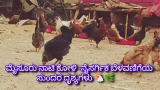ಗ್ರಾಮೀಣ ಮೈಸೂರು ನಾಟಿ ಕೋಳಿ ಜೀವನ | ಸಹಜ ದೃಶ್ಯಗಳು