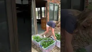 Закалка рассады #садоводство #закалка #коротышки #весна
