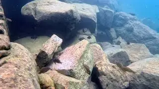 Swimming With Cichlids - Eretmodus cyanostictus kambwimba