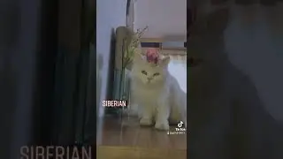 Persian Cat. #catlovers #cat #uk #catvideos #catsoftiktok