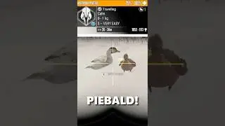 OMG!! SUPER RARE PINTAIL with the RECURVE!! | theHunter Call of the Wild