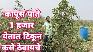 कापूस पाते लागण्याची औषधी कोणती 100 %रिझल्ट पाते 1 हजार येतील टिकून किती आणि कसे ठेवायचे
