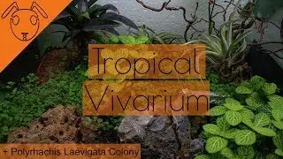 -Ant Vivarium Build- With Polyrhachis Laevigata *Tutorial*