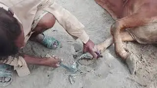 cow nail cutting |cow nail trimming|foot trimming|animal foot trimming| desi way of cutting cow nail