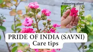 How to grow and take care of pride of India / sawni low maintenance permanent flowering plant in pot