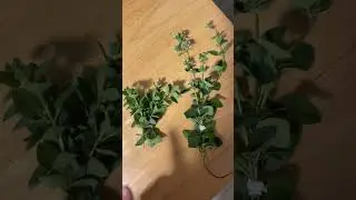 How to harvest and dry oregano - Fresh Garden Ontario