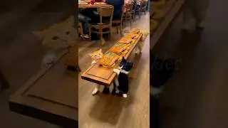 Настоящий гигант: забудьте об обычных официантах, котята захватывают власть 🏆🐈 #Милый #Кот #Забав...