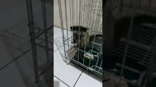 Cat lovers.Makan subuh subuh kucing dan musang
