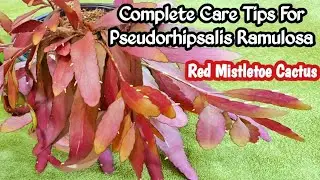 Red mistletoe cactus care tips | स्यूडोरहिप्सालिस रामुलोसा प्लांट केयर हिन्दी मे