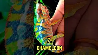 TOP 10 MOST BEAUTIFUL ANIMALS IN THE WORLD